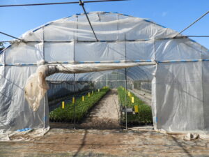 桃太郎トマト苗の植え付けを行います②。