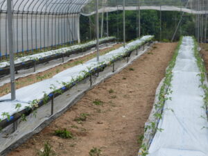 新たな隔離土耕のハウスに植え付けをしています②。