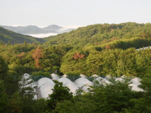 晴れて気温が高い日が続きます。