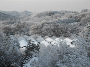 雪が積もりました。