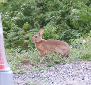 ウサギ